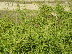 Myiophobus fasciatus