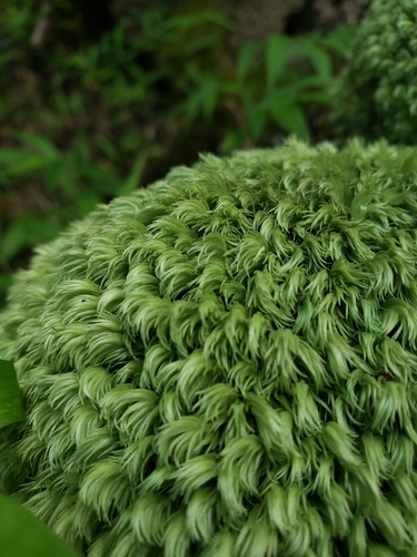 Leucobryum seemannii