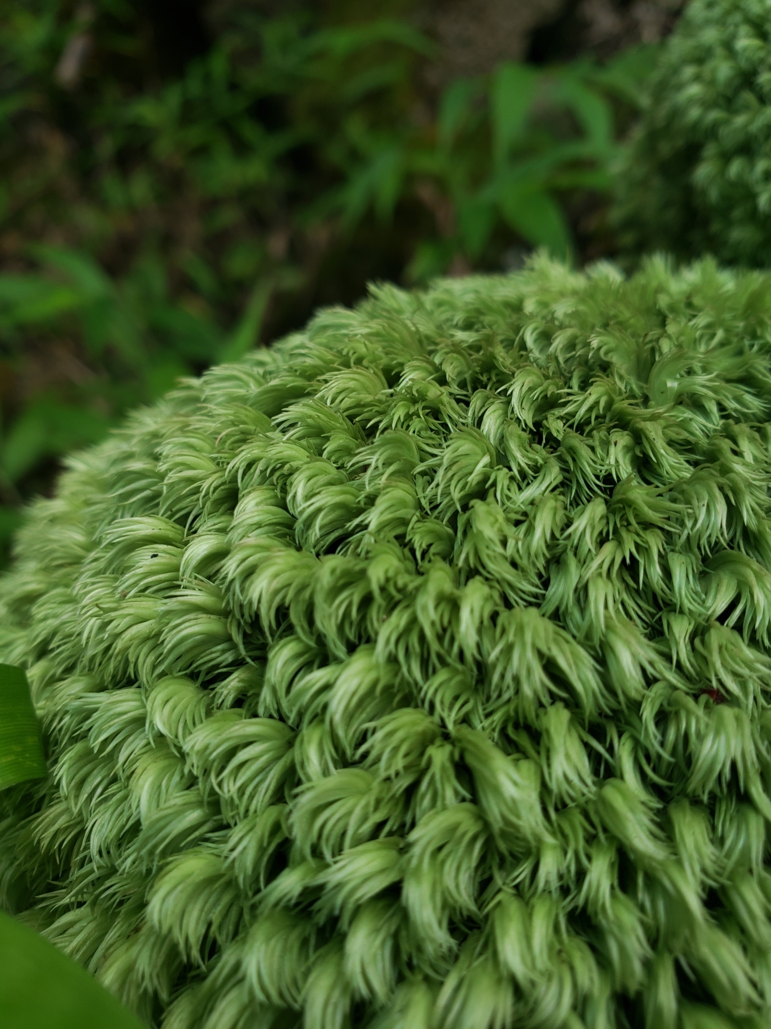 Leucobryum seemannii