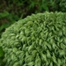 Leucobryum seemannii - Photo no rights reserved, uploaded by Jon Eilers