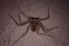 Paraphrynus laevifrons