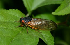 Magicicada septendecim