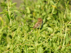 Myiophobus fasciatus