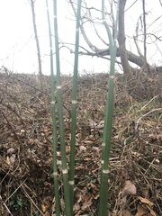 Equisetum
