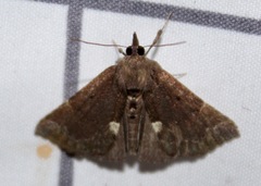Hypena bijugalis