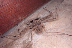 Paraphrynus laevifrons