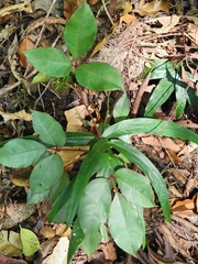 Causonis trifolia