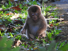 Macaca leonina