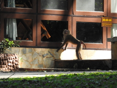 Macaca leonina