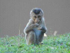 Macaca leonina