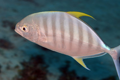 Ferdauia ferdau
