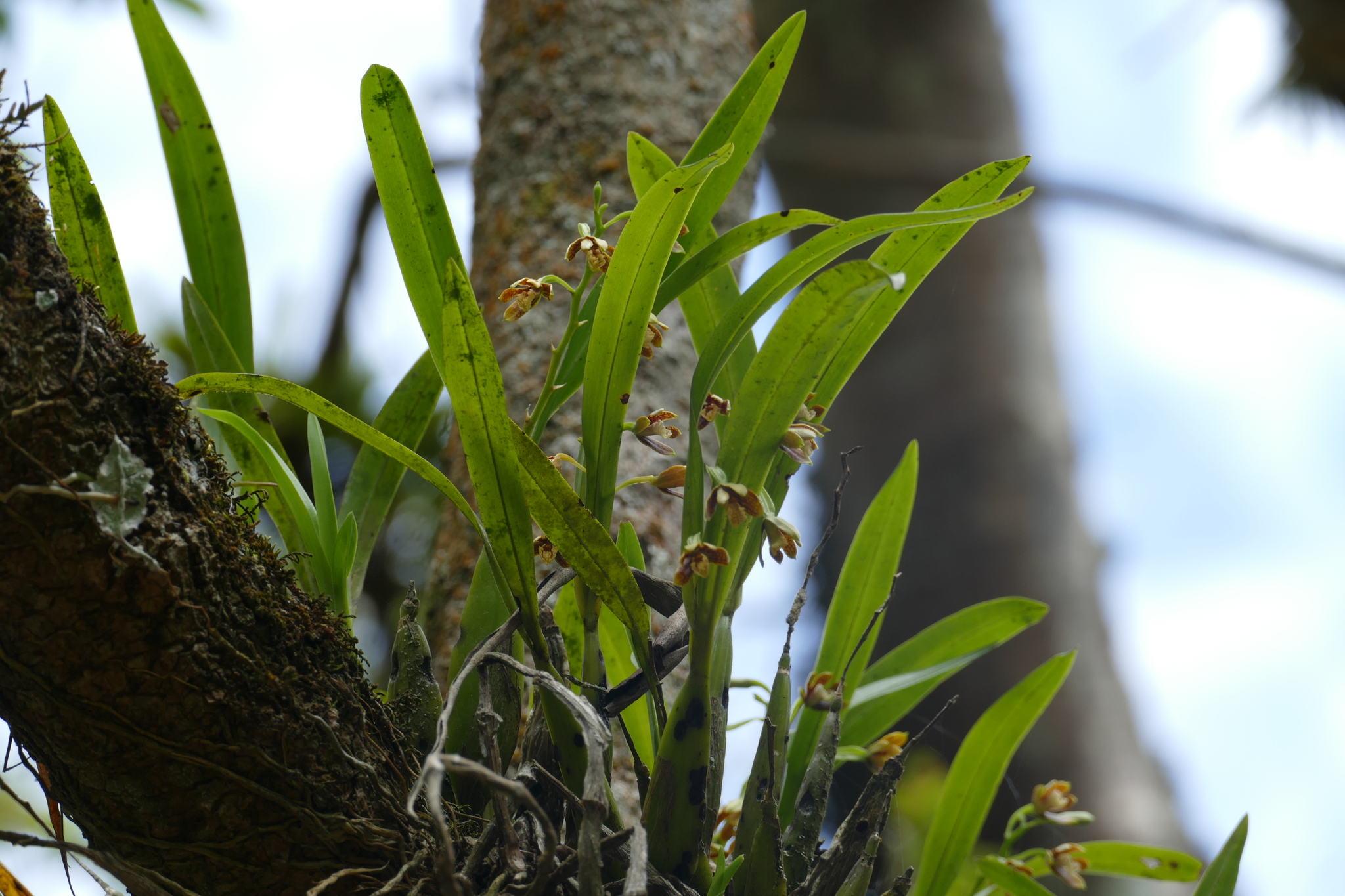 Prosthechea image