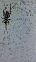 Gryllodes sigillatus