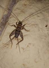 Gryllodes sigillatus