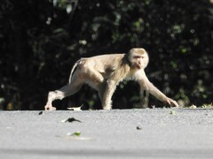 Macaca leonina