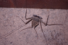 Paraphrynus laevifrons