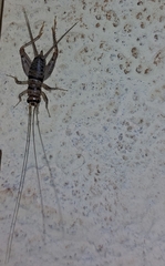Gryllodes sigillatus