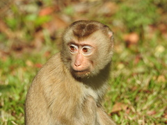 Macaca leonina