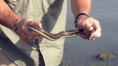 Nerodia clarkii clarkii