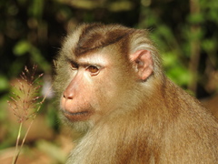 Macaca leonina