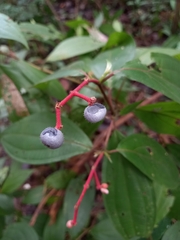 Miconia ceramicarpa