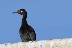 Leucocarbo magellanicus