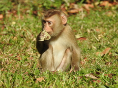 Macaca leonina
