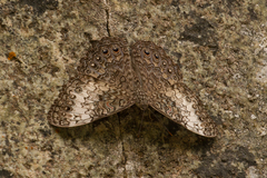 Hamadryas amphichloe