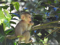 Macaca leonina