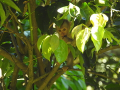 Macaca leonina