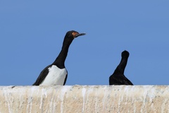 Leucocarbo magellanicus