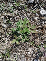Potentilla