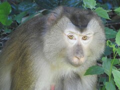 Macaca leonina