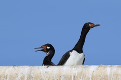 Leucocarbo magellanicus