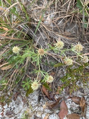 Eryngium aromaticum
