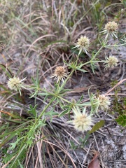 Eryngium aromaticum
