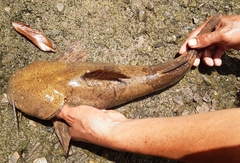 Siluriformes