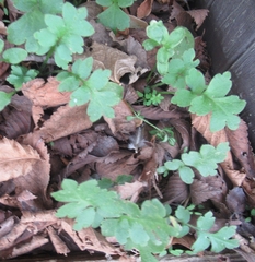Nemophila phacelioides
