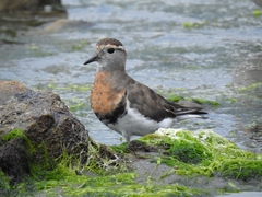 Charadrius modestus