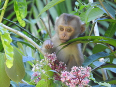 Macaca leonina