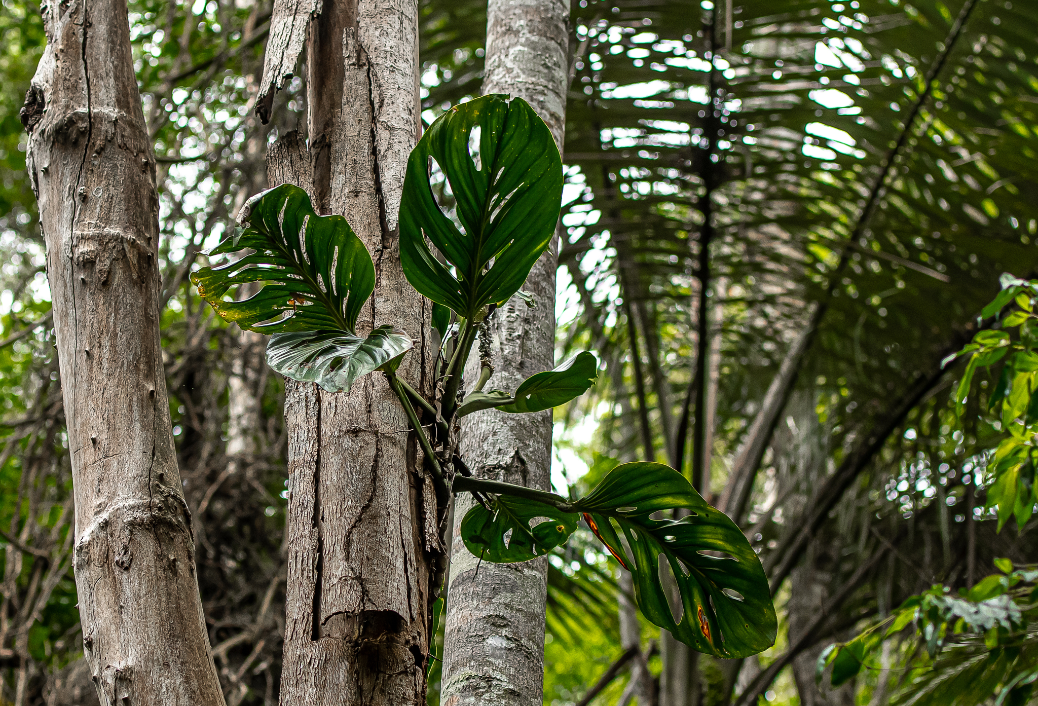 Monstera adansonii