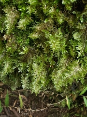 Homaliodendron flabellatum