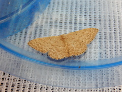 Idaea eretmopus
