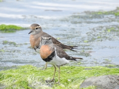 Charadrius modestus