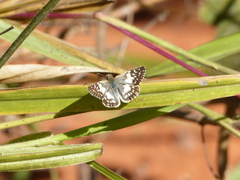 Heliopetes domicella