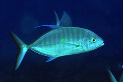 Ferdauia orthogrammus