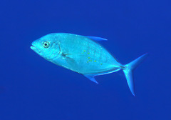 Ferdauia orthogrammus