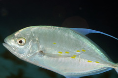 Ferdauia orthogrammus