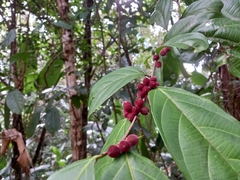 Piparea multiflora
