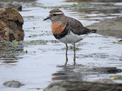 Charadrius modestus